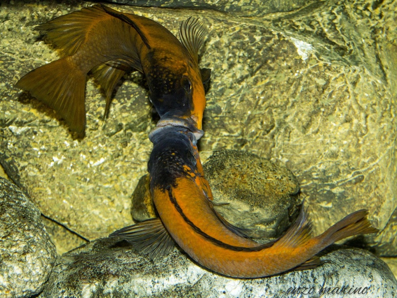 Petrochromis sp. 'red' Mahale Mountains NP